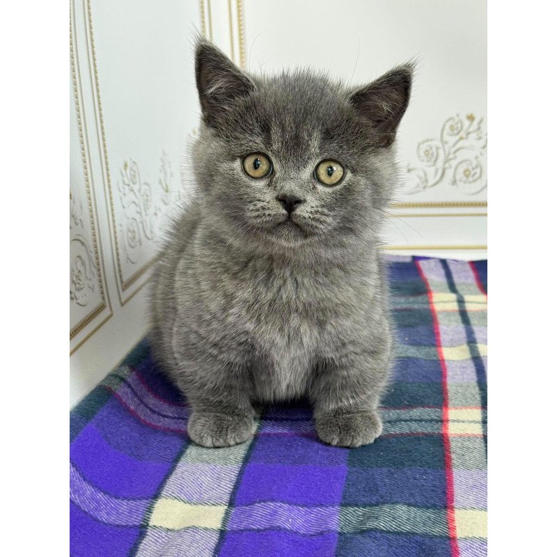 Munchkin NY VET