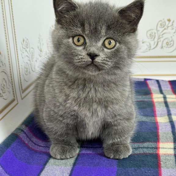 Munchkin NY VET