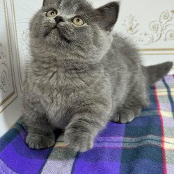 Munchkin NY VET
