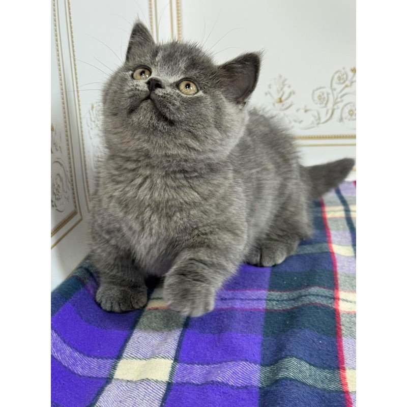 Munchkin NY VET
