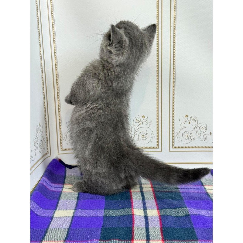 Munchkin NY VET