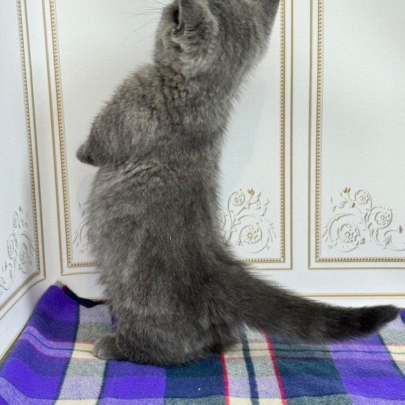 Munchkin NY VET