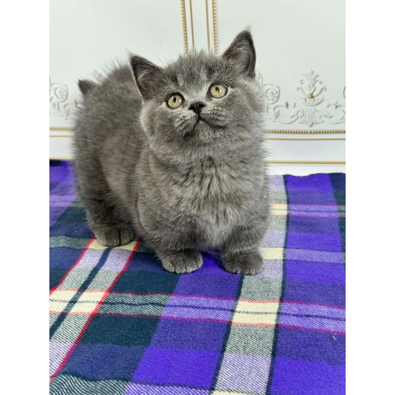 Munchkin NY VET
