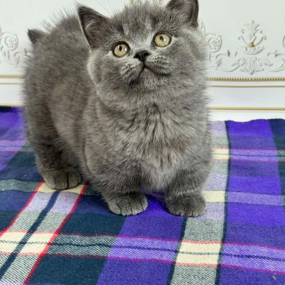Munchkin NY VET