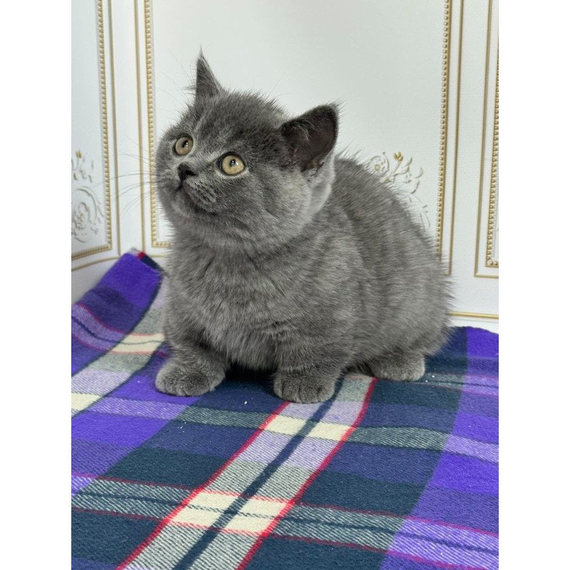 Munchkin NY VET