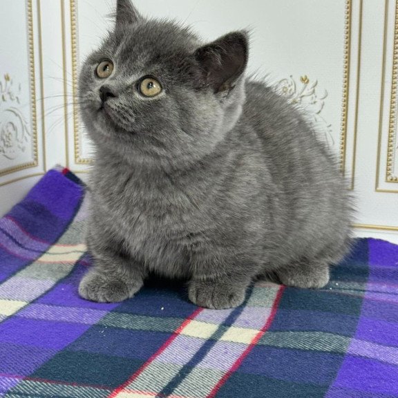 Munchkin NY VET