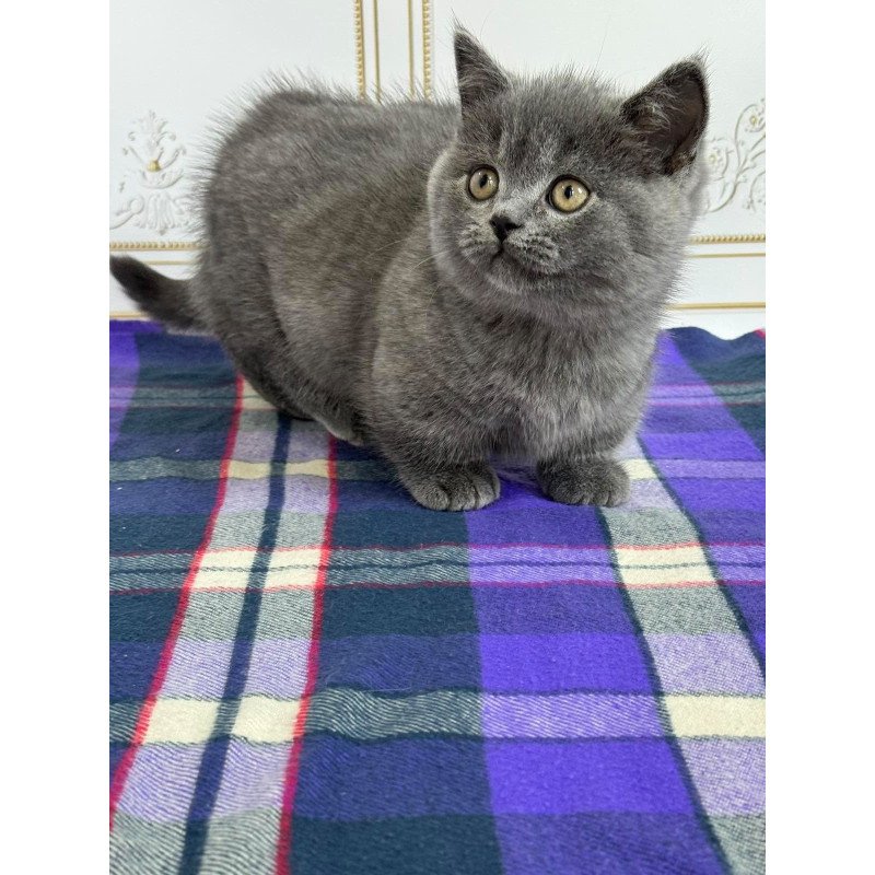 Munchkin NY VET