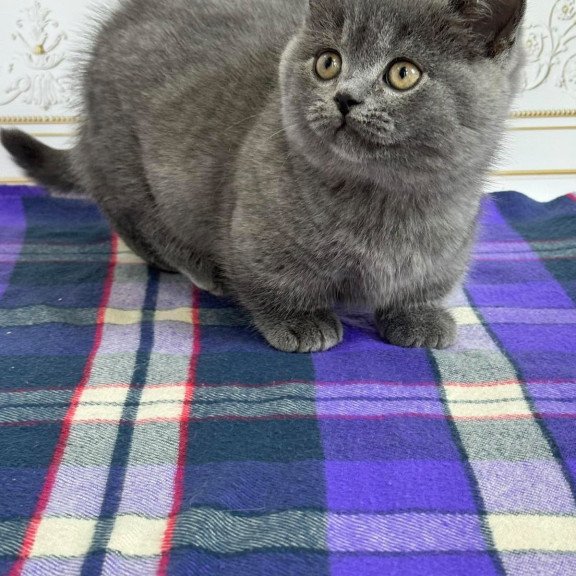 Munchkin NY VET