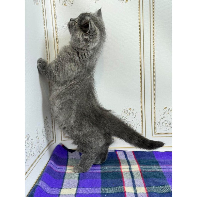 Munchkin NY VET