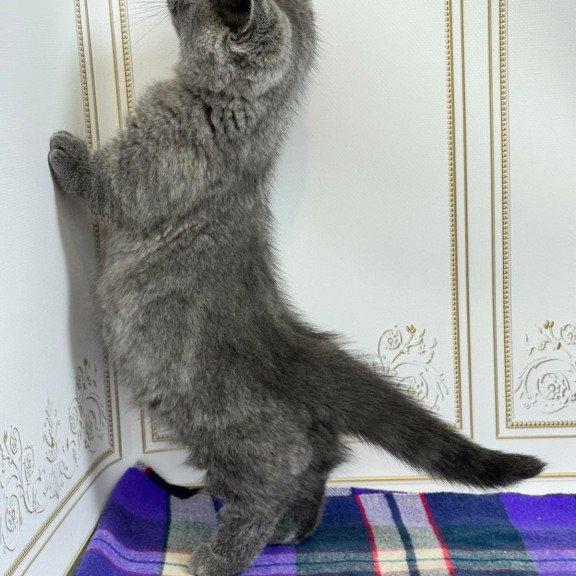 Munchkin NY VET