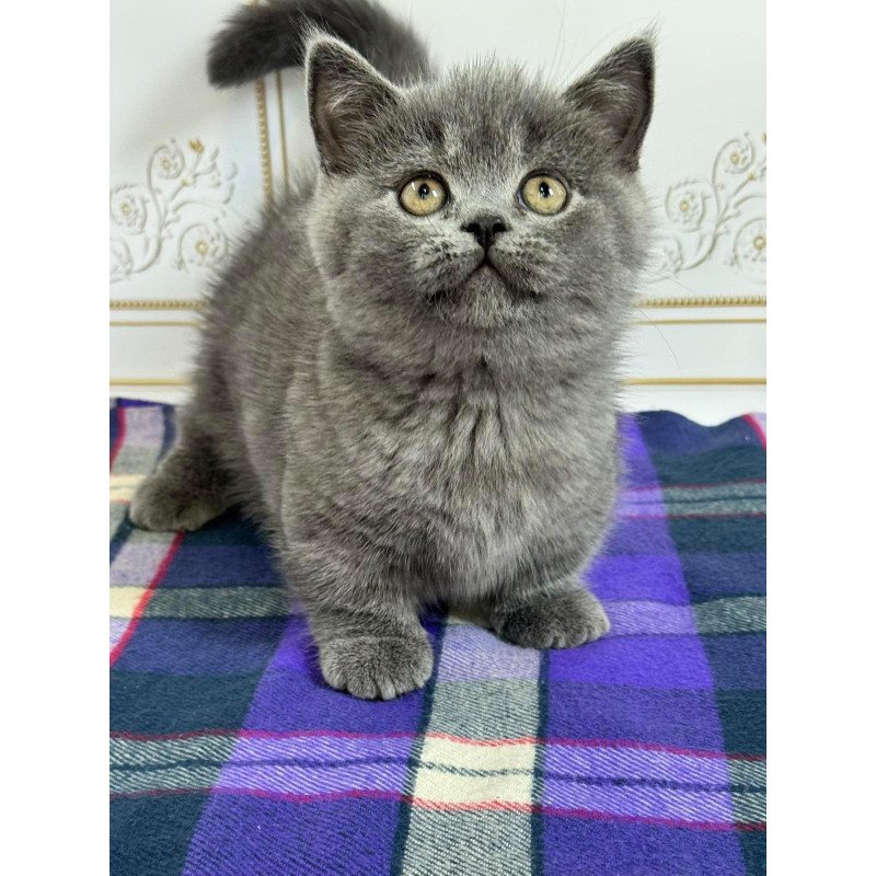 Munchkin NY VET
