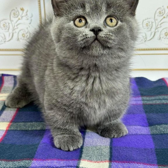 Munchkin NY VET