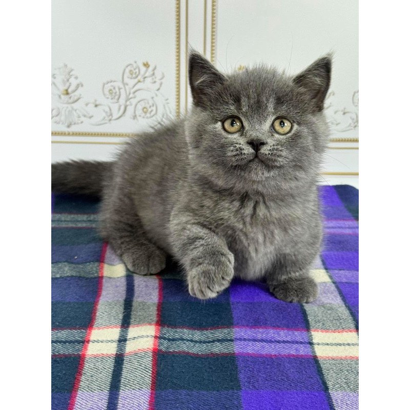 Munchkin NY VET