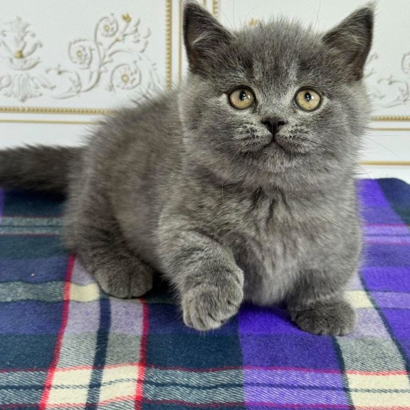 Munchkin NY VET