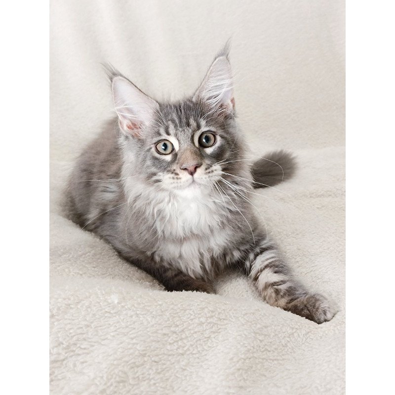 Maine Coon EZ Quester King