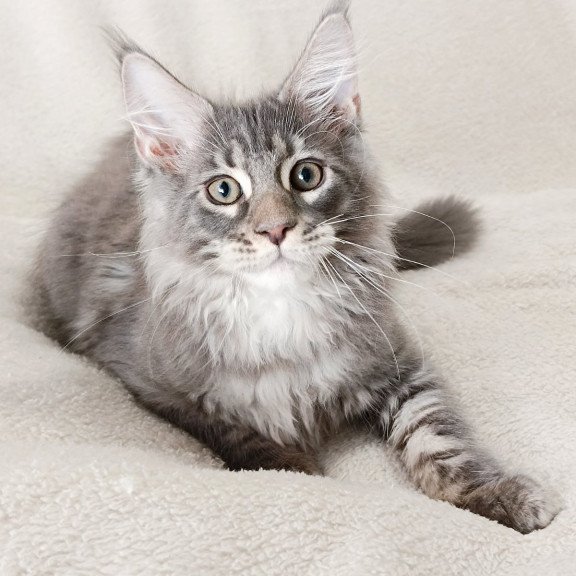 Maine Coon EZ Quester King
