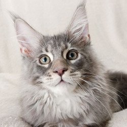 Maine Coon EZ Quester King