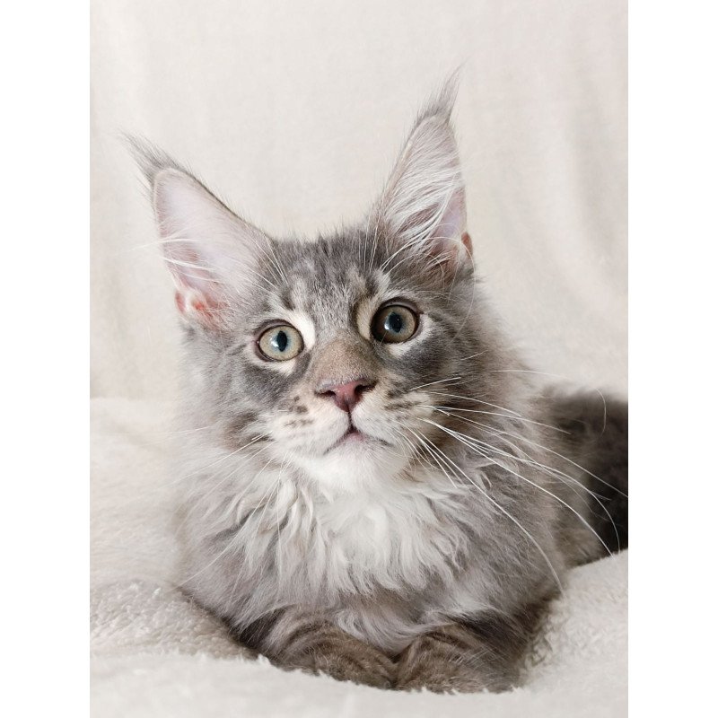 Maine Coon EZ Quester King