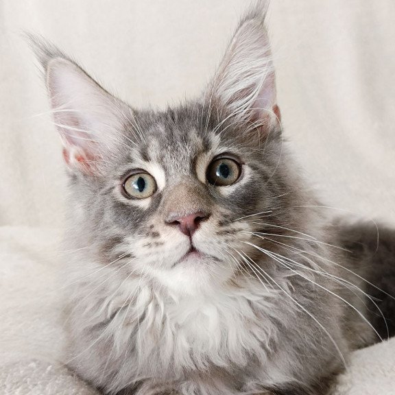 Maine Coon EZ Quester King