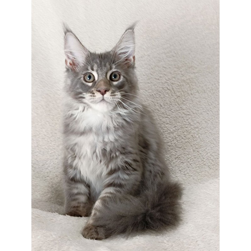 Maine Coon EZ Quester King