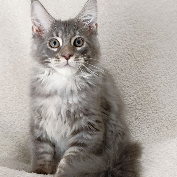 Maine Coon EZ Quester King