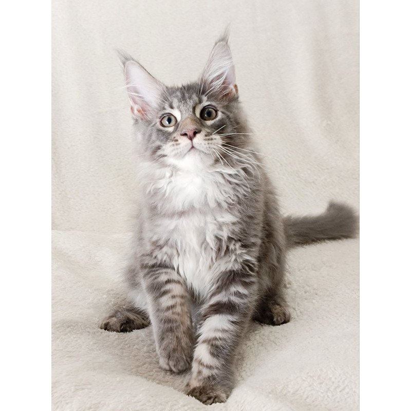 Maine Coon EZ Quester King