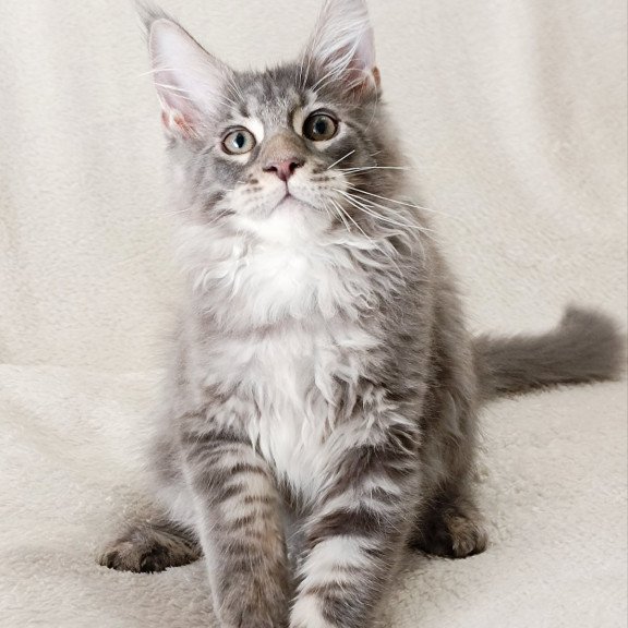 Maine Coon EZ Quester King