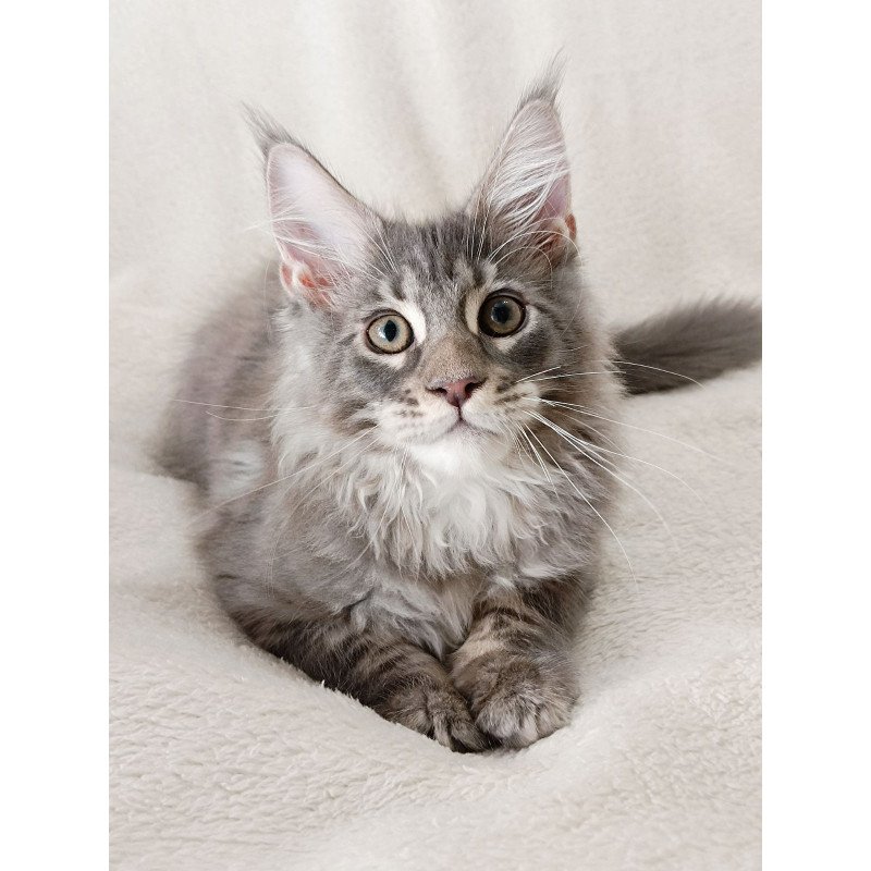 Maine Coon EZ Quester King