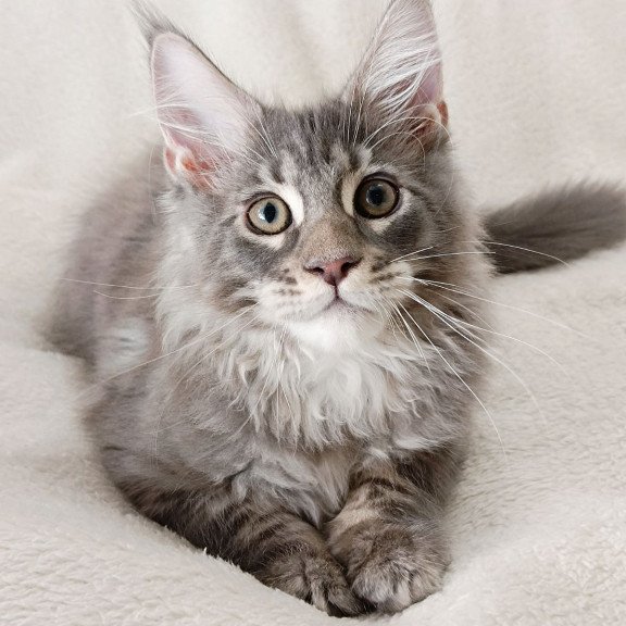 Maine Coon EZ Quester King