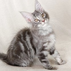Maine Coon EZ Quartz Beauty