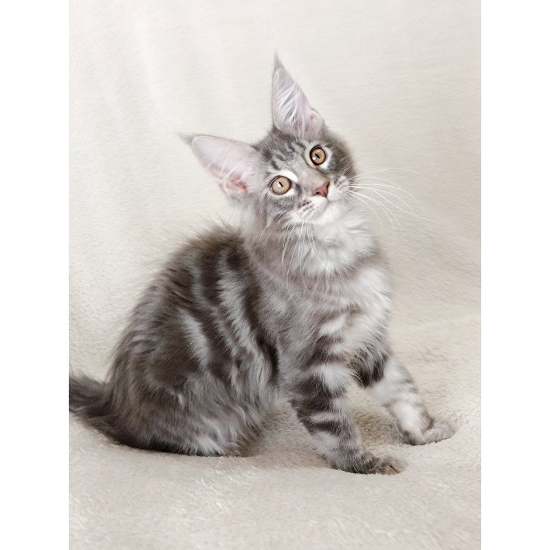 Maine Coon EZ Quartz Beauty