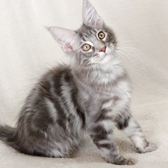 Maine Coon EZ Quartz Beauty