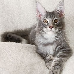 Maine Coon EZ Quartz Beauty