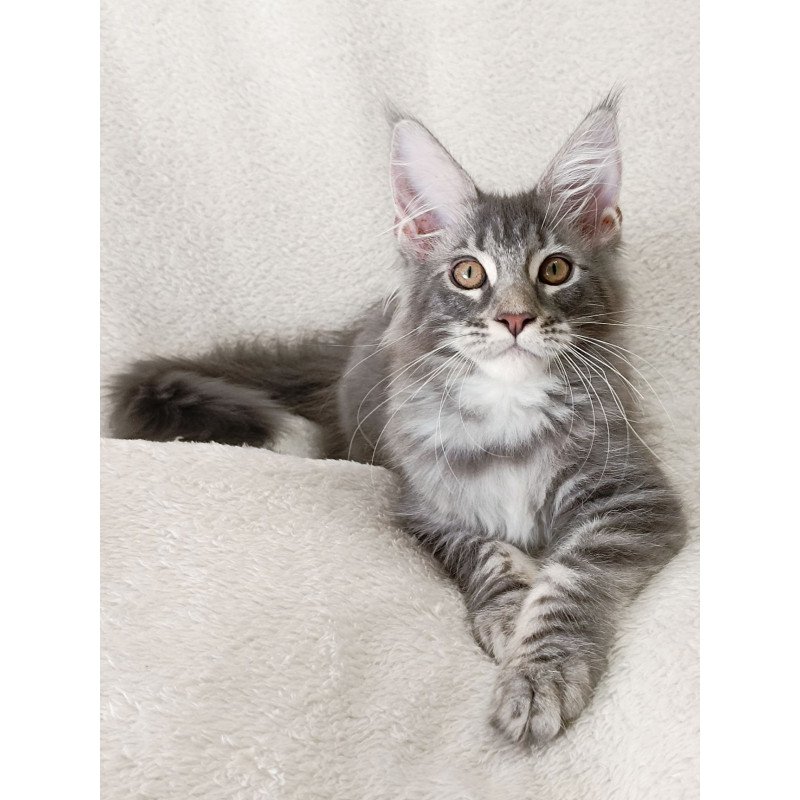 Maine Coon EZ Quartz Beauty