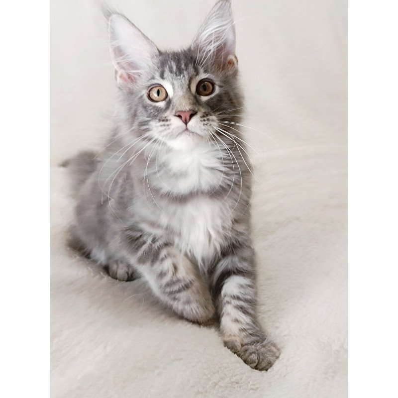 Maine Coon EZ Quartz Beauty
