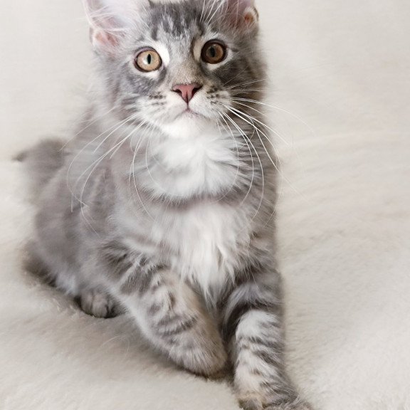 Maine Coon EZ Quartz Beauty