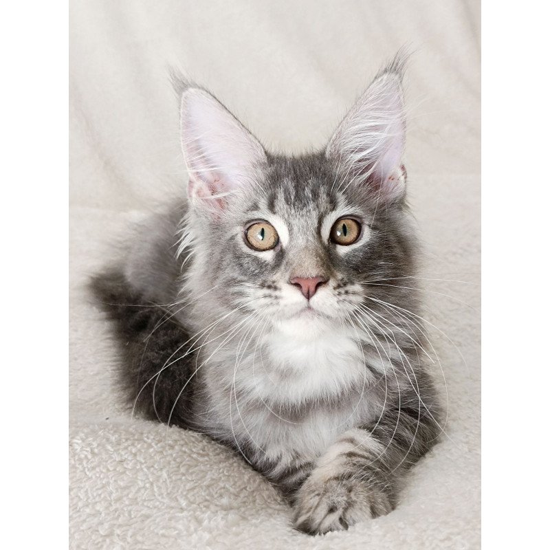 Maine Coon EZ Quartz Beauty