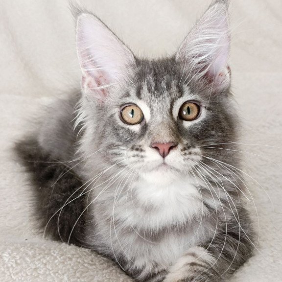 Maine Coon EZ Quartz Beauty