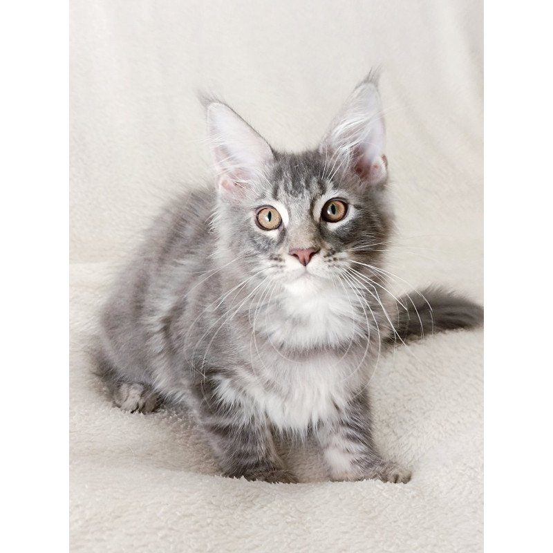 Maine Coon EZ Quartz Beauty