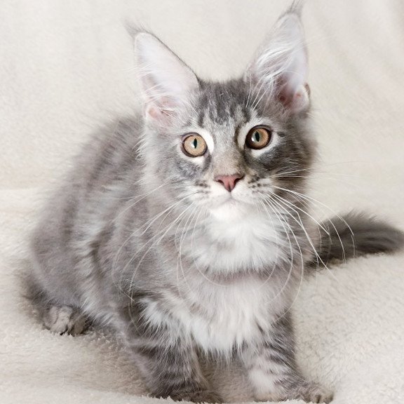 Maine Coon EZ Quartz Beauty