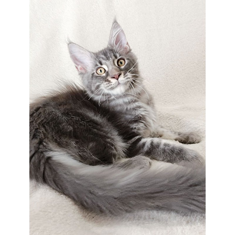 Maine Coon EZ Quasar King