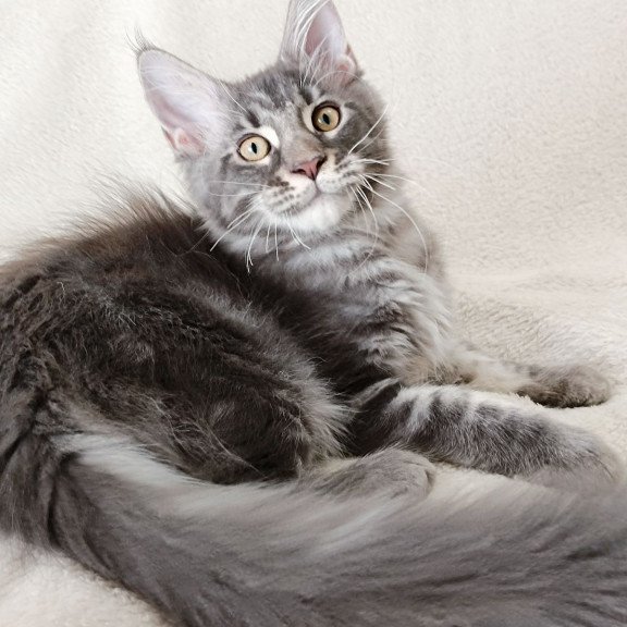 Maine Coon EZ Quasar King