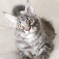 Maine Coon EZ Quasar King