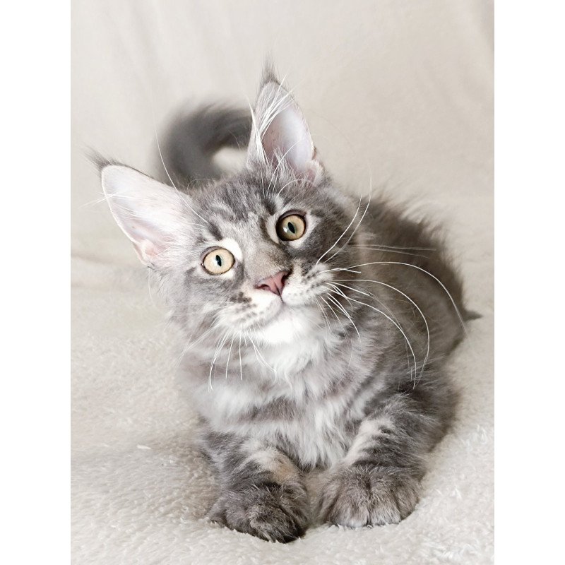 Maine Coon EZ Quasar King