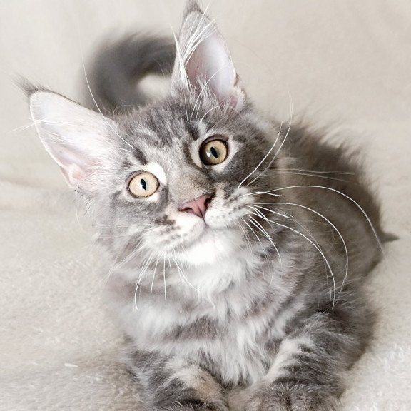 Maine Coon EZ Quasar King