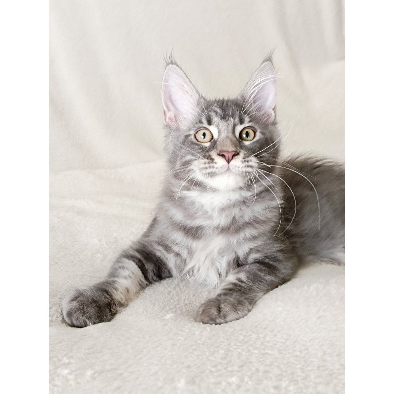 Maine Coon EZ Quasar King