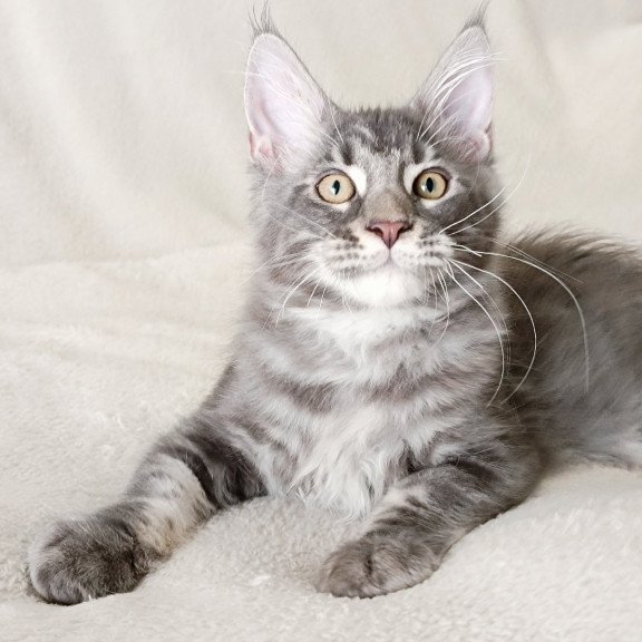 Maine Coon EZ Quasar King