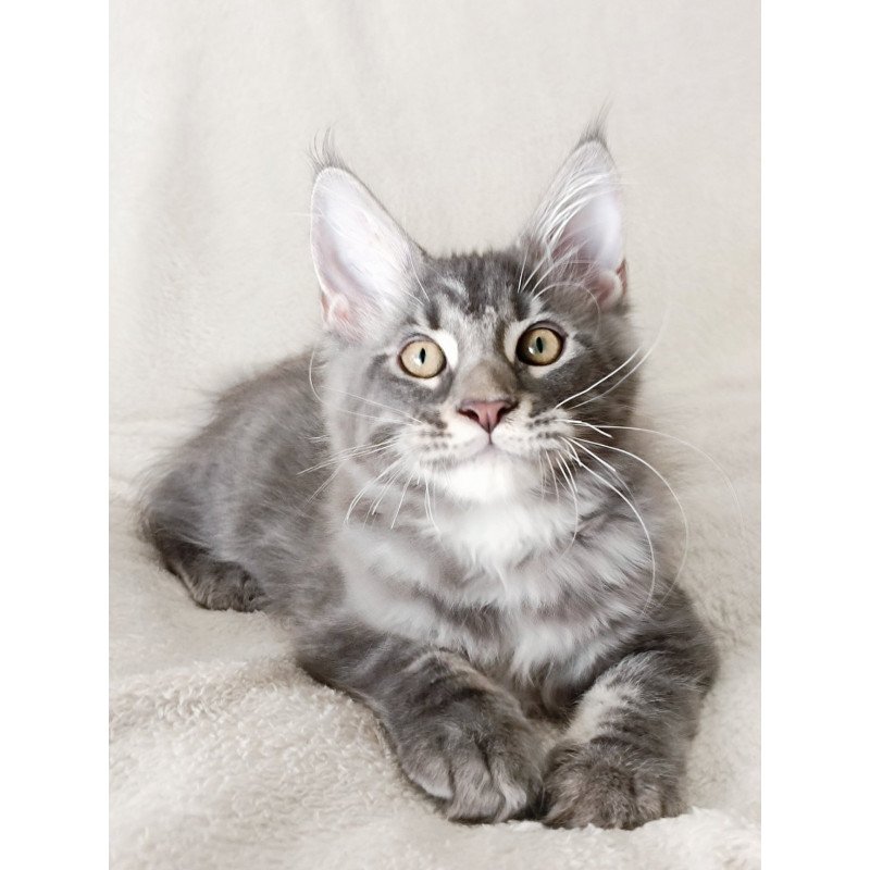 Maine Coon EZ Quasar King