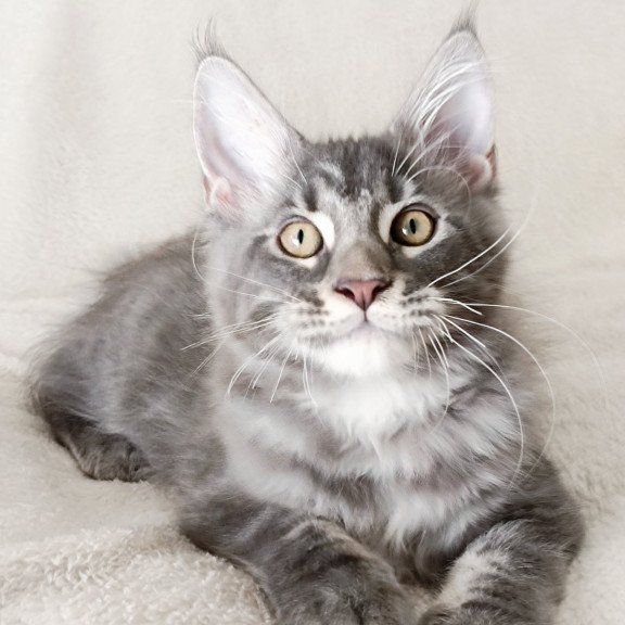 Maine Coon EZ Quasar King