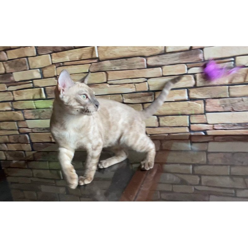 Bengal EZ Parnas